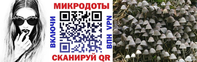 Псилоцибиновые грибы Psilocybe  Липки 